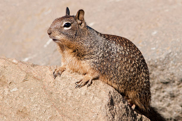 California ground squirrel Spermophilus beecheyi California ground squirrel, Spermophilus beecheyi, scampering over rocks that conceal its burrow. california ground squirrel otospermophilus beecheyi stock pictures, royalty-free photos & images