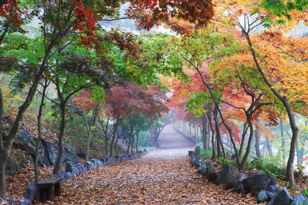 istock autumn scenery in the forest with autumn leaves 1724134030