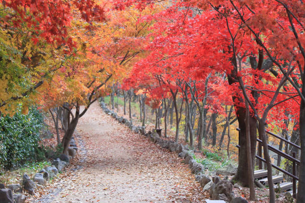istock autumn scenery in the forest with autumn leaves 1724134034