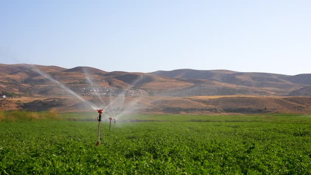 Irrigating root crops with an irrigation fountain on fertile farmland