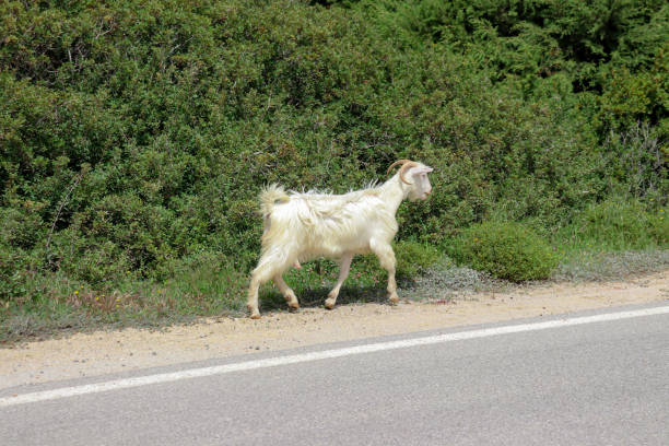White domestic goat walking along the main asphalt road on Rhodes island, Greece