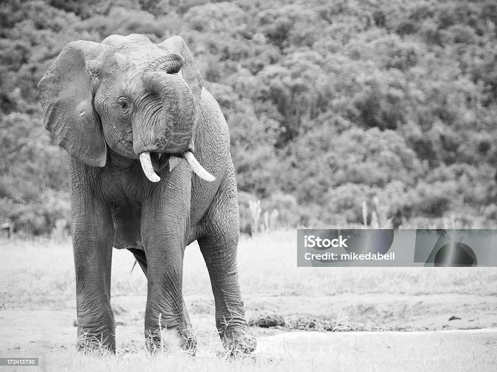 Giovane elefante - Foto stock royalty-free di Cucciolo di animale