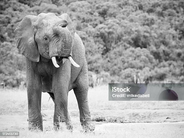 Giovane Elefante - Fotografie stock e altre immagini di Cucciolo di animale - Cucciolo di animale, Elefante, Acqua