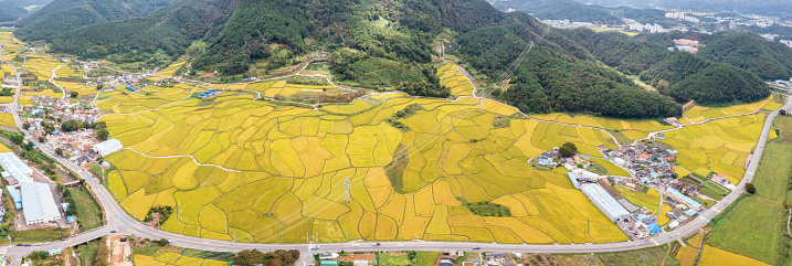 A photograph of the yellow rice fields of rural Korea taken by a drone