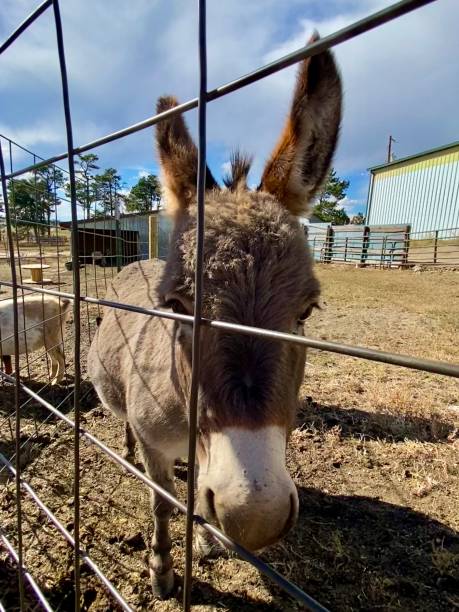 istock Donkey Stands by a Fence 1724137870