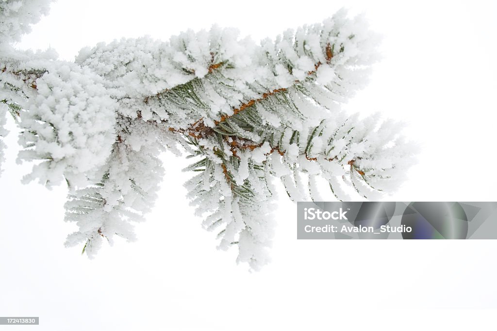 frost en el ramita - Foto de stock de Nieve libre de derechos