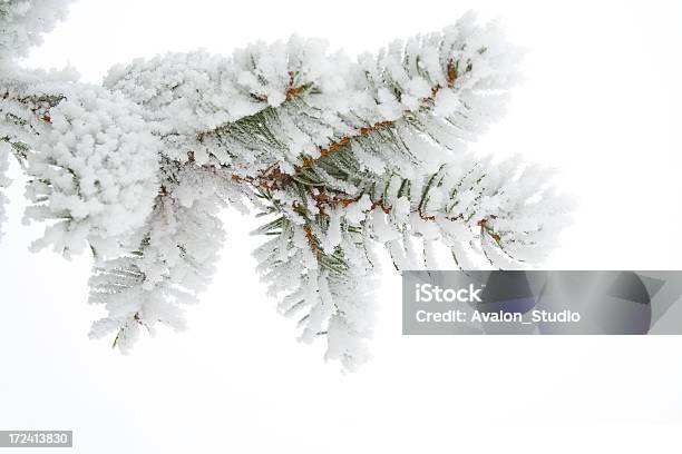 Frost En El Ramita Foto de stock y más banco de imágenes de Nieve - Nieve, Rama - Parte de planta, Abeto