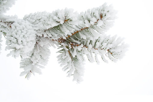 Frost on a twig spruce