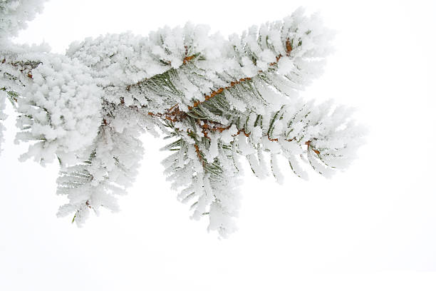 Frost on a twig spruce stock photo