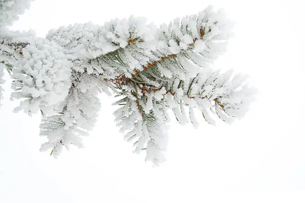 Photo of Frost on a twig spruce