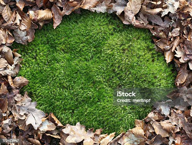 Moss の背景に葉のボーダー - オークの葉のストックフォトや画像を多数ご用意 - オークの葉, コケ, ニューフォレスト