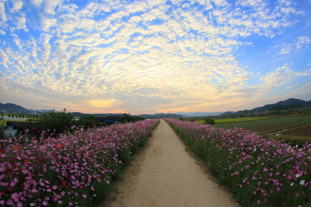 istock autumnal scenery along the river with cosmos blooming 1724138988