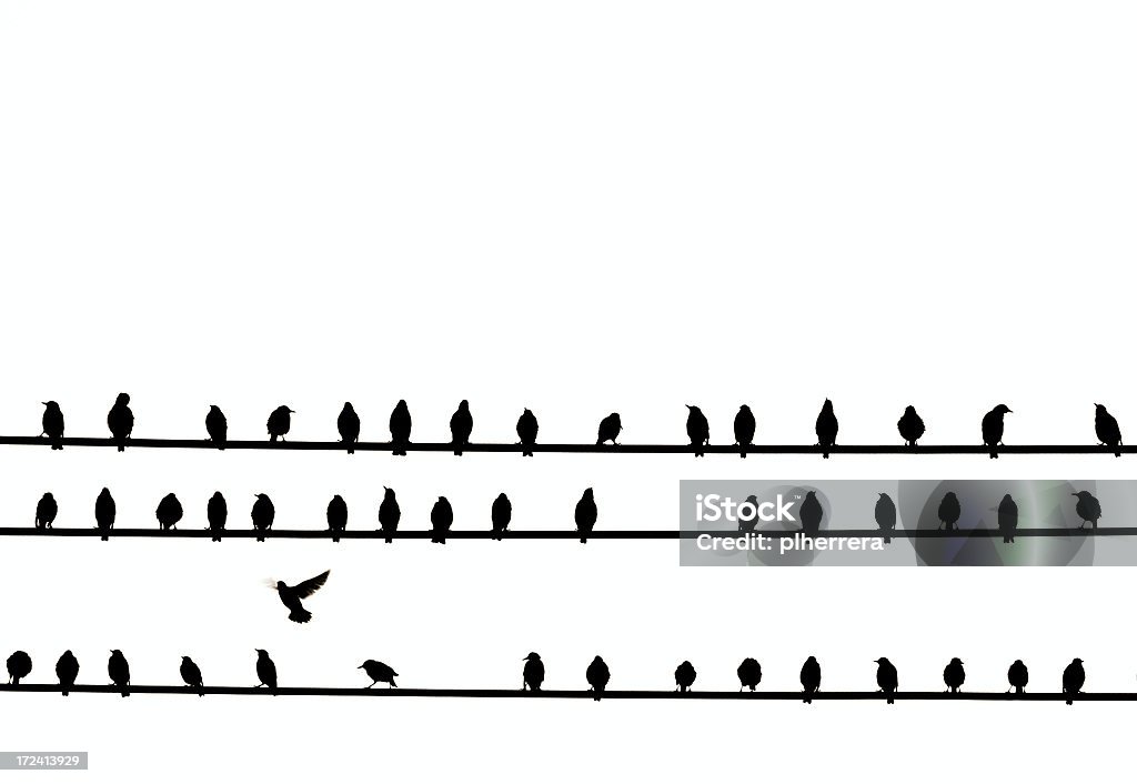 Birds Sitting on Powerlines 47 birds in silhouette on three horizontal powerlines with one bird just about to land. Flock Of Birds Stock Photo