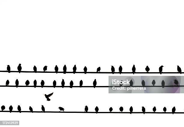 Birds Sitting On Powerlines Stock Photo - Download Image Now - Flock Of Birds, Animal, Animal Body Part