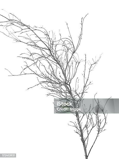 Dead Branch - Fotografie stock e altre immagini di Bianco - Bianco, Composizione verticale, Danneggiato