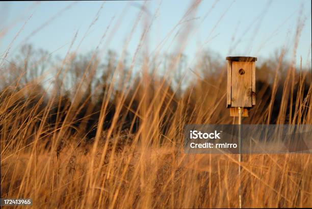 Uccello Casa - Fotografie stock e altre immagini di Ambientazione esterna - Ambientazione esterna, Ambiente, Bellezza