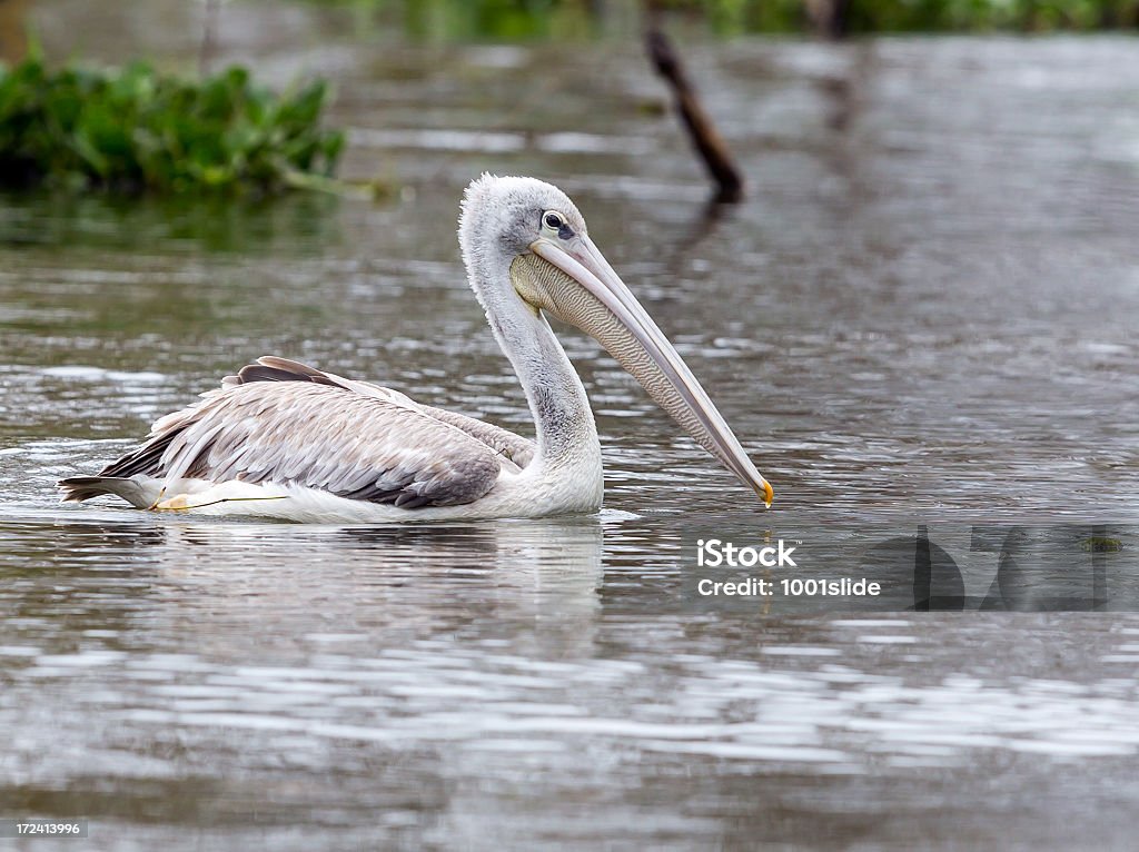 pelican - Lizenzfrei Auf dem Wasser treiben Stock-Foto