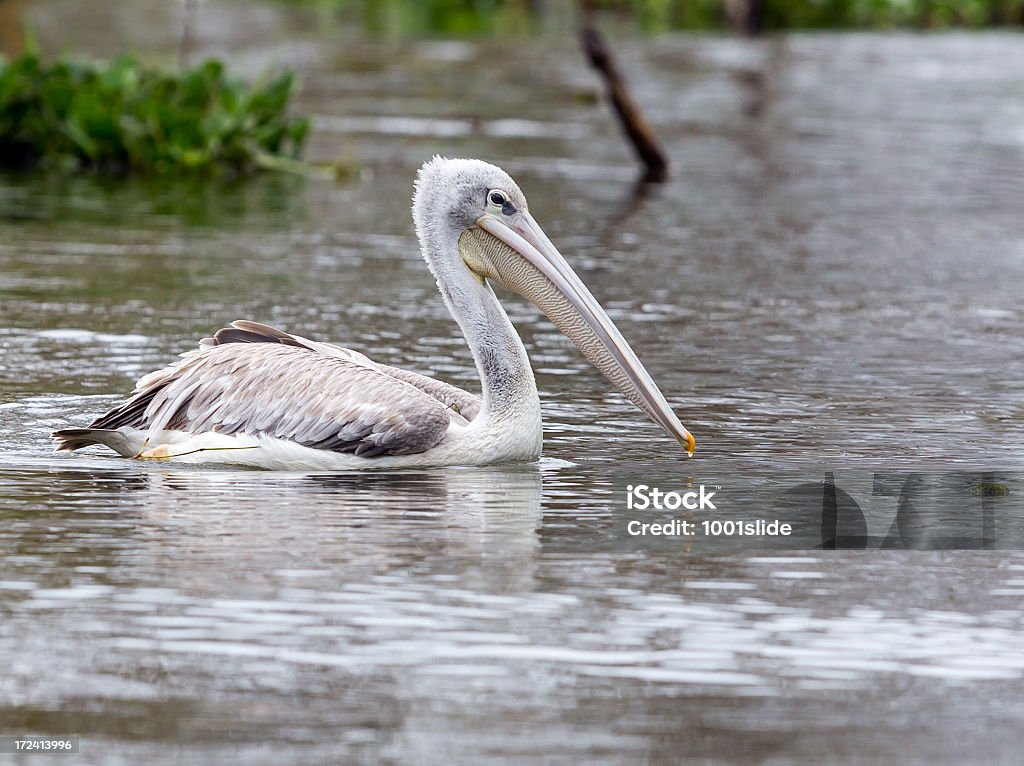 pelican - Foto de stock de Agua libre de derechos