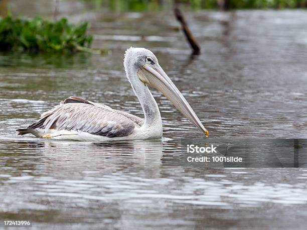 Pelican Foto de stock y más banco de imágenes de Agua - Agua, Aire libre, Animal