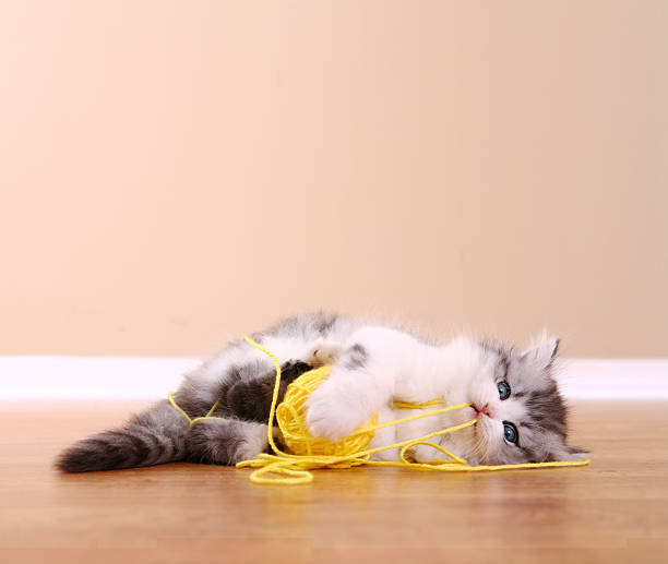 Playful Kitten Kitten playing with a ball of yarn. kitten playing with yarn stock pictures, royalty-free photos & images