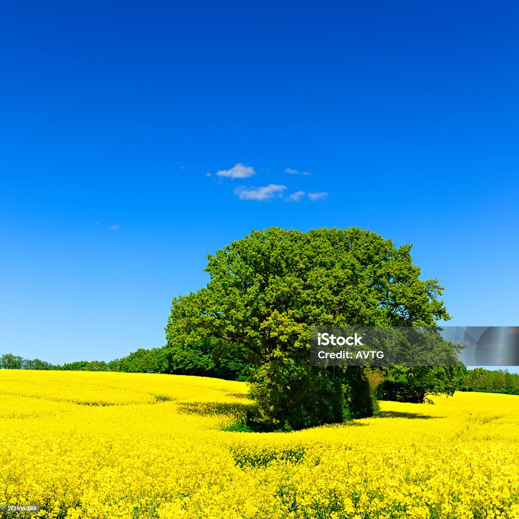 Paysage de printemps avec chêne dans le champ de colza arbres - Photo de Agriculture libre de droits