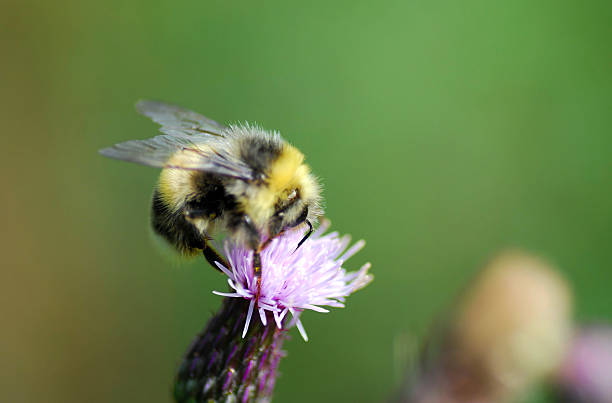 istock Buff Tailed Bumblebee on top of a Thistle 172414447