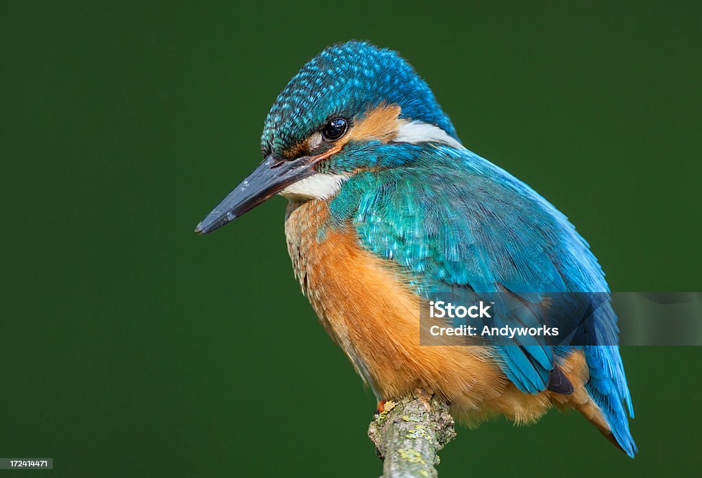 Ruhen gemeinsamen Eisvogel (Alcedo atthis) - Lizenzfrei Ast - Pflanzenbestandteil Stock-Foto