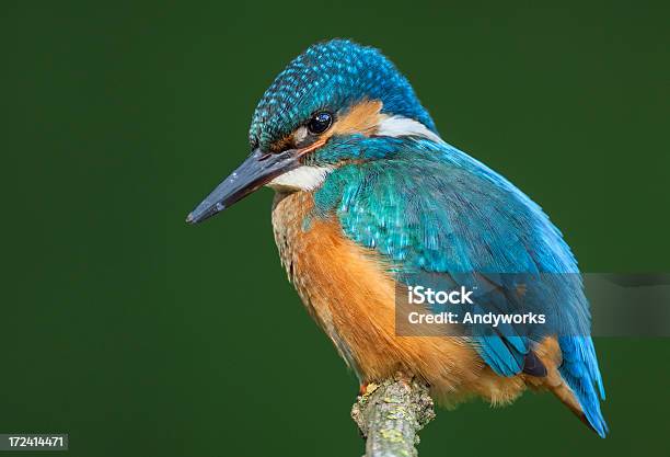 Ruhen Gemeinsamen Eisvogel Stockfoto und mehr Bilder von Ast - Pflanzenbestandteil - Ast - Pflanzenbestandteil, Bunt - Farbton, Einzelnes Tier