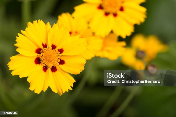 Photo libre de droit de Coreopsis Pâquerettes Jaunescoréopsis banque d'images et plus d'images libres de droit de Agriculture - Agriculture, Beauté de la nature, Botanique