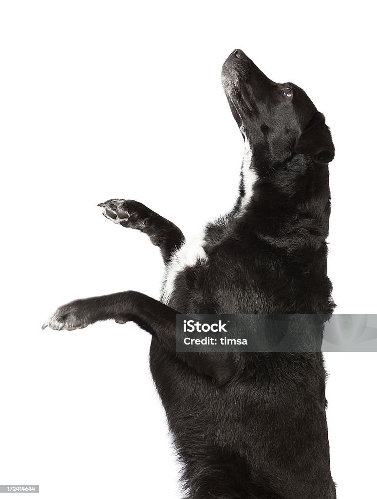 Cão preto pular para investigar - Foto de stock de Animal de estimação royalty-free