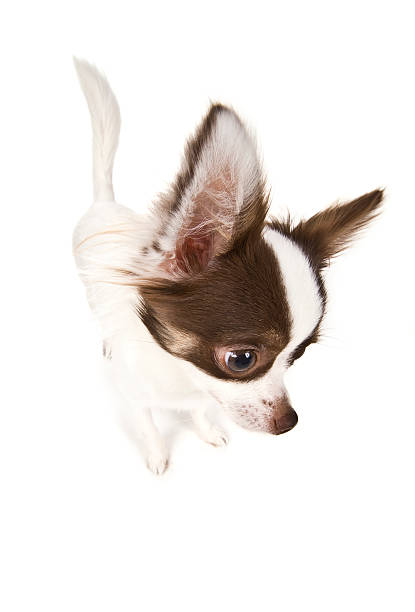 istock Chihuahua close up 172414725