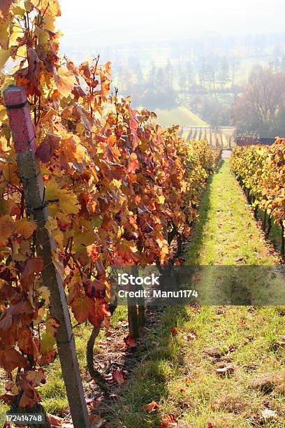 Outono Vinhas Na Alemanha - Fotografias de stock e mais imagens de Agricultura - Agricultura, Ajardinado, Alemanha