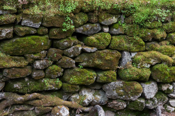 istock Abstract background texture of stone rock wall covered by green moss 1724150790