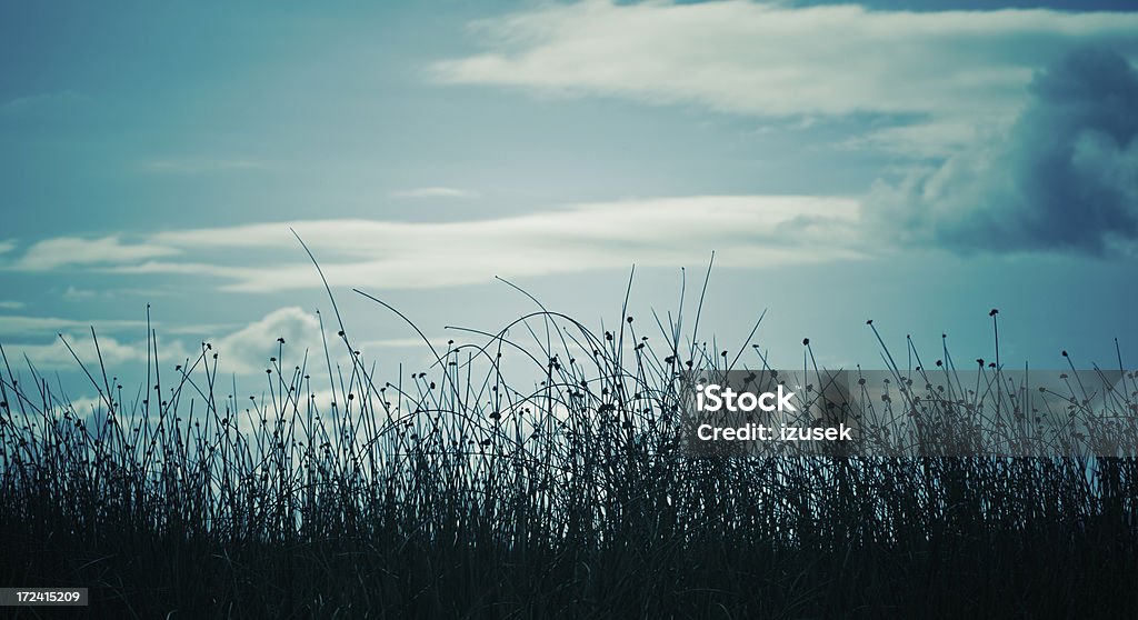 Reeds bei Sonnenuntergang - Lizenzfrei Abenddämmerung Stock-Foto