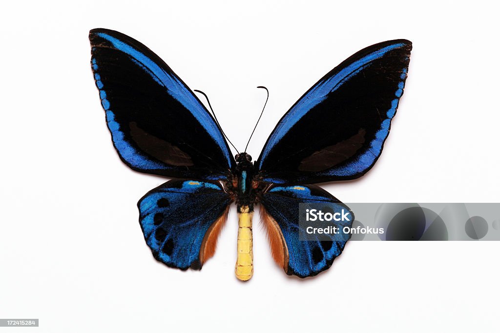 Ornithoptera Croesus 블루 나비 흰색 바탕에 그림자와 Backfround - 로열티 프리 0명 스톡 사진