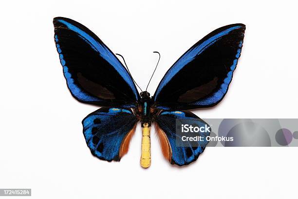 Ornithoptera Croesus 블루 나비 흰색 바탕에 그림자와 Backfround 0명에 대한 스톡 사진 및 기타 이미지 - 0명, 검은색, 곤충
