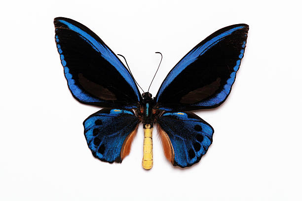 Ornithoptera croesus Indonesia.