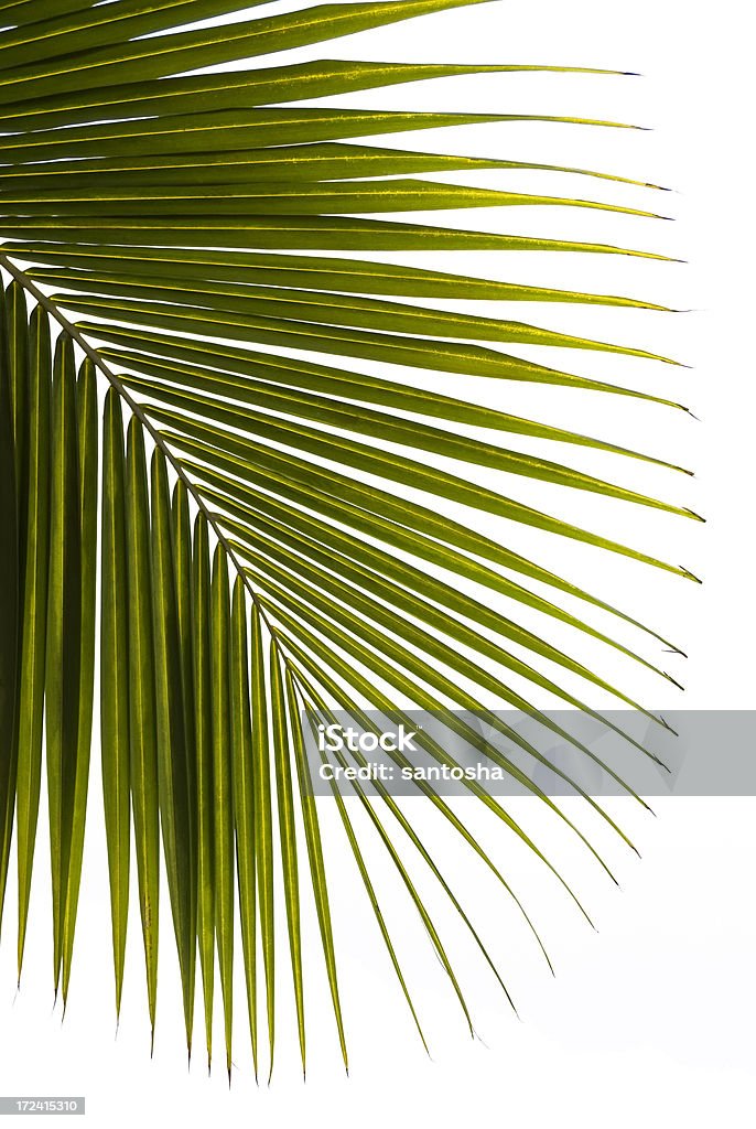 Palmtree folha Isolada - Royalty-free Botânica - Ciência de plantas Foto de stock