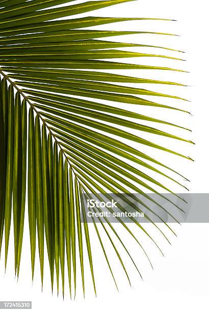 Palmtree Folha Isolada - Fotografias de stock e mais imagens de Botânica - Ciência de plantas - Botânica - Ciência de plantas, Branco, Caule de planta