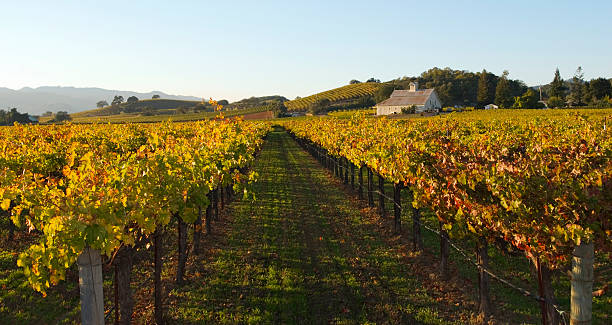 vigneto della napa valley in autunno - vineyard napa valley agriculture sunset foto e immagini stock