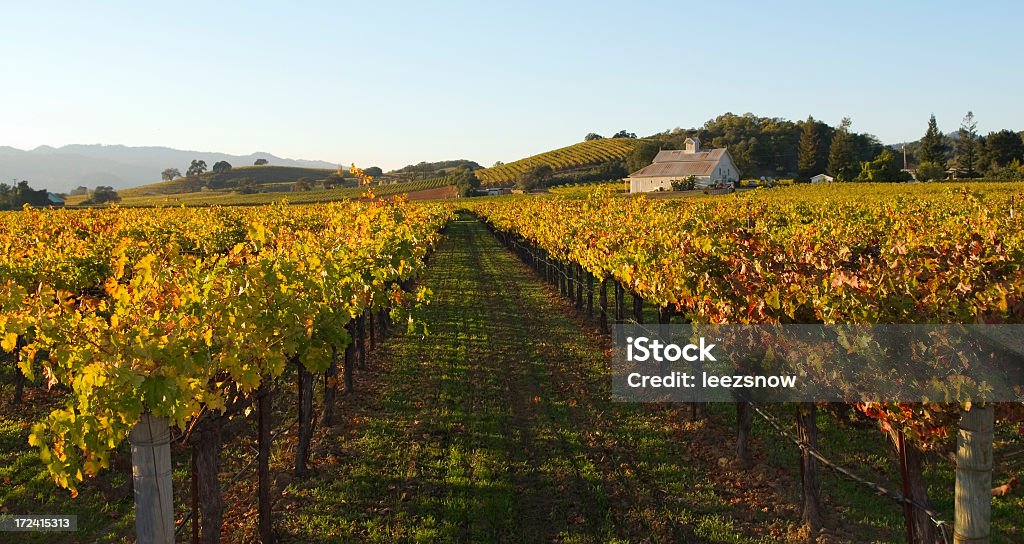 Vale de Napa vinha no outono - Royalty-free Vinha Foto de stock