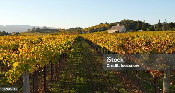 Vale De Napa Vinha No Outono - Fotografias de stock e mais imagens de Vinha - Vinha, Vale de Napa, Califórnia