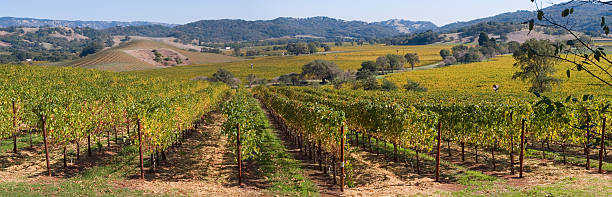 виноградник в долине напа panorama - vineyard panoramic napa valley california стоковые фото и изображения