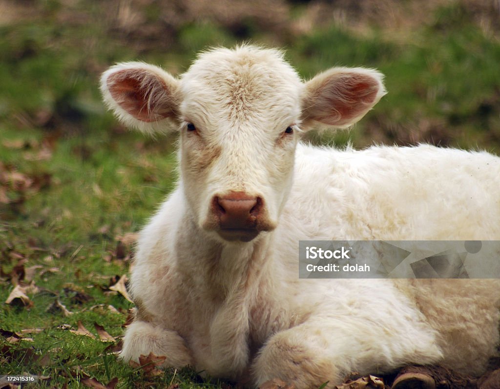 fuzzy white calf fuzzy white calf resting.shallow dof. Animal Stock Photo