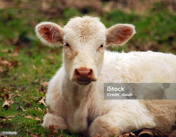 Fuzzy White Calf Stock Photo - Download Image Now - Animal, Animal Hair, Animal Nose