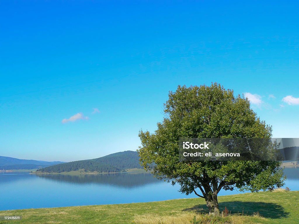 Lonely tree と湖ます。 - Horizonのロイヤリティフリーストックフォト