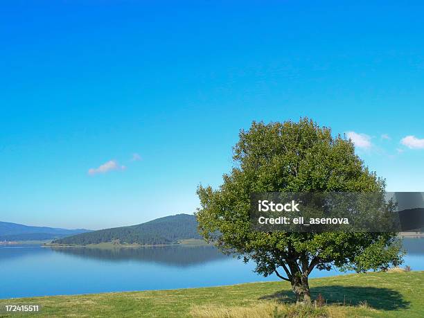 Lonely Tree と湖ます - Horizonのストックフォトや画像を多数ご用意 - Horizon, シナノキ属, 一本の木