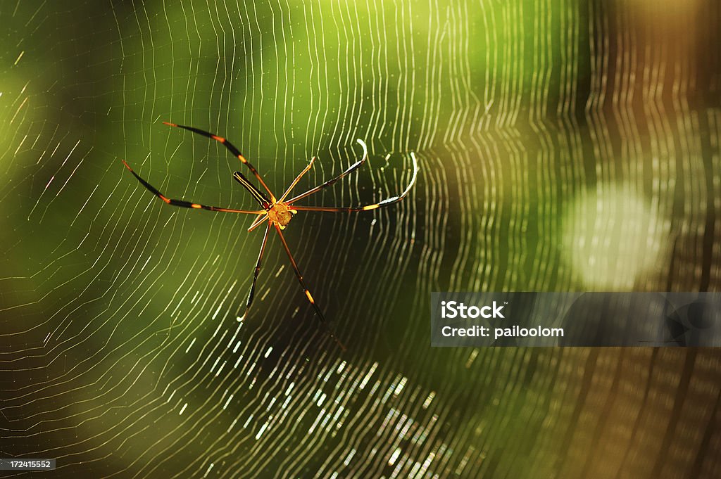 Spider Image of a spider on spiderweb. Animal Stock Photo