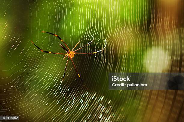 Spider Stock Photo - Download Image Now - Animal, Animal Body Part, Animal Leg