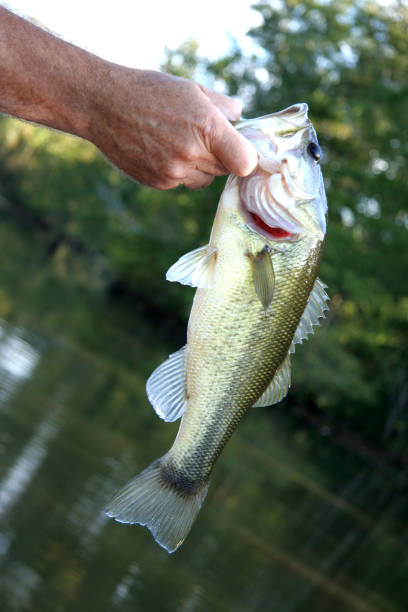 istock Large Mouth Bass 172415609